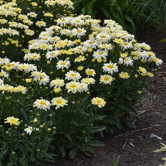 Leucanthemum Shasta Daisy Amazing Daisies Banana Creme 2