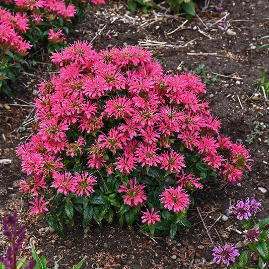 Monarda Bee Balm Pardon My Cerise