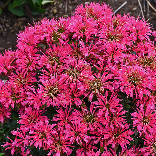 Monarda Bee Balm Pardon My Cerise