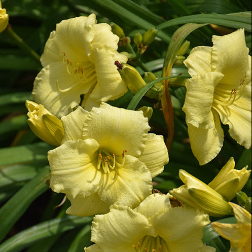 Hemerocallis Daylily Stella Supreme