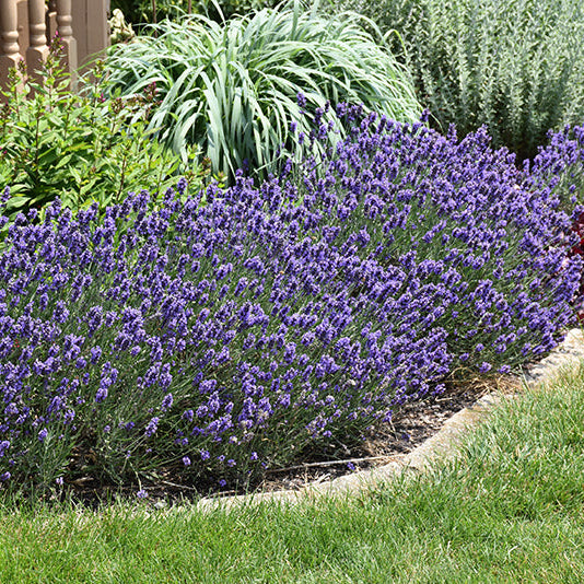 Lavandula Lavender Sweet Romance