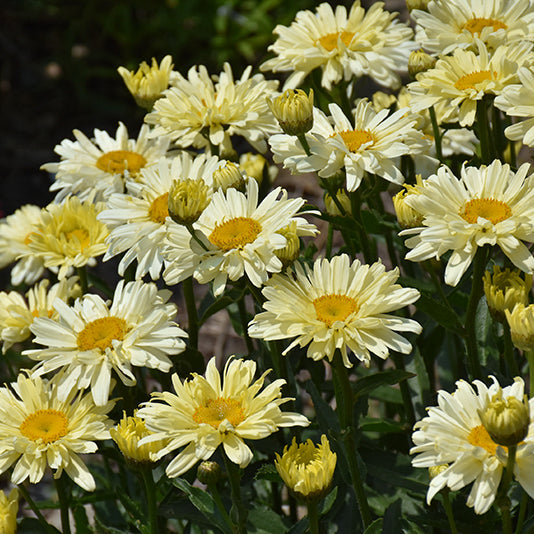 Leucanthemum Shasta Daisy Amazing Daisies Banana Creme 2
