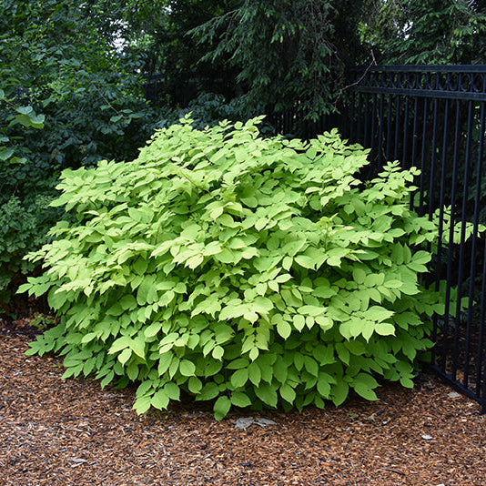 Aralia Spikenard Sun King