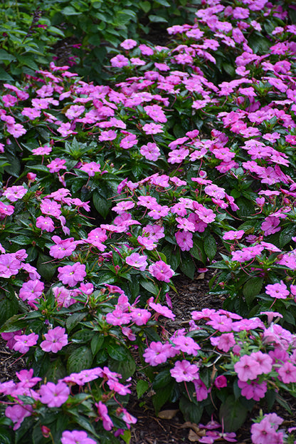 SunPatiens Hot Pink