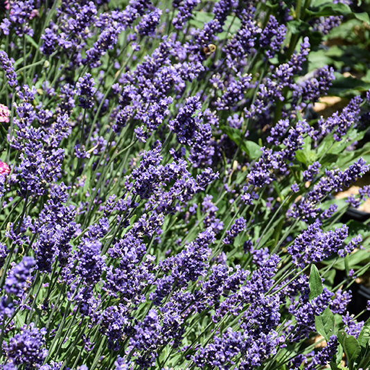 Lavandula Lavender Superblue