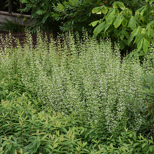 Calamintha Calamint White Cloud