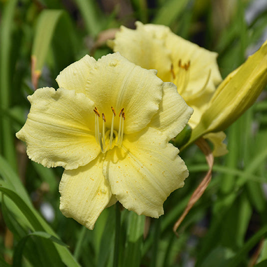 Hemerocallis Daylily Fragrant Returns