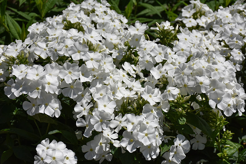 Phlox Garden Phlox Flame Pro White