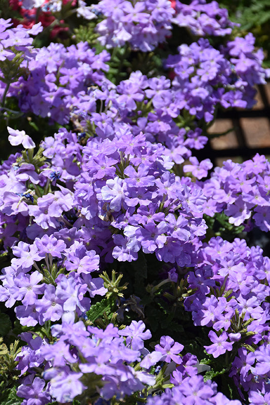 Verbena Firehouse Lavender