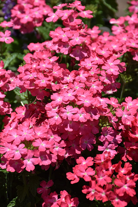 Verbena Firehouse Pink