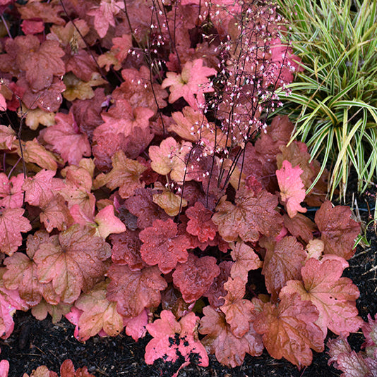Heuchera Coral Bell Cinnamon Stick