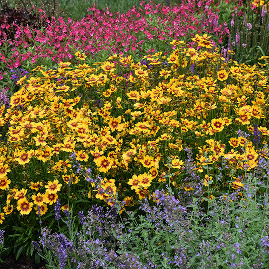 Coreopsis Tickseed Uptick Gold & Bronze