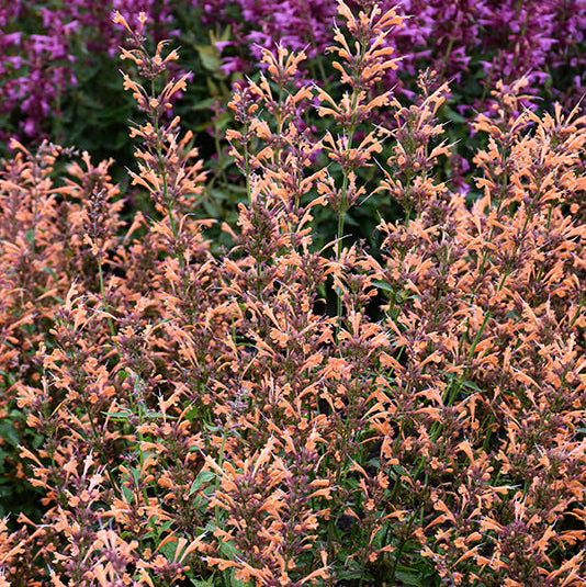 Agastache Hyssop Sunrise Orange