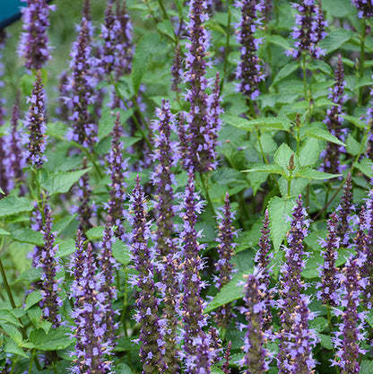 Agastache Hyssop Little Adder