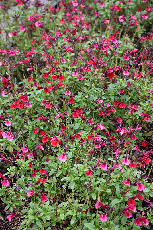 Salvia Sage Mirage Cherry Red
