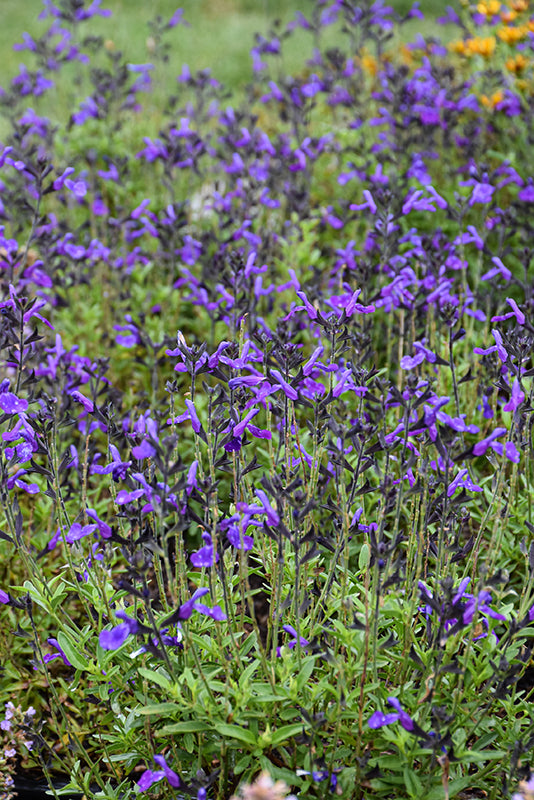 Salvia Sage Mirage Blue