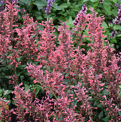 Agastache Hyssop Kudos Coral