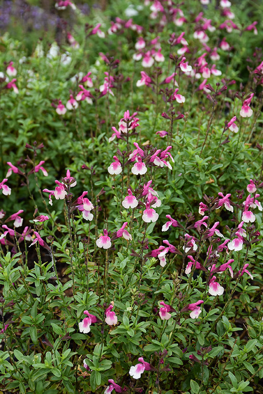 Salvia Sage Mirage Rose Bicolor