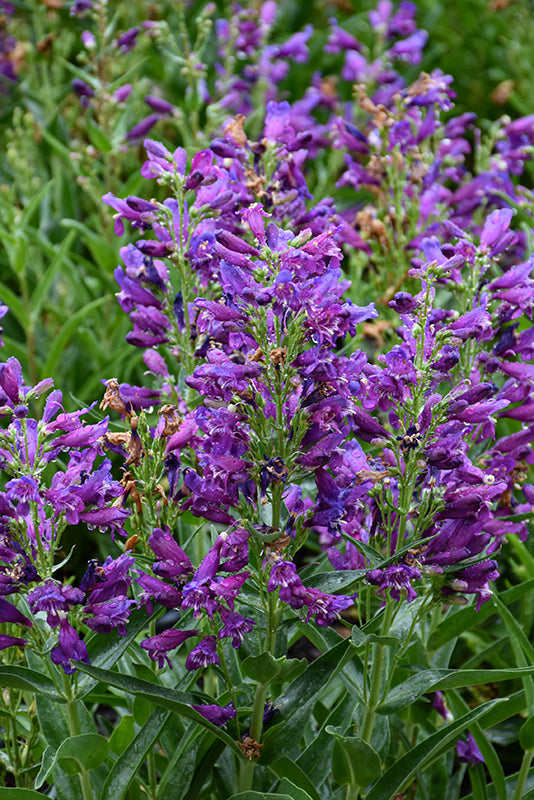 Penstemon Beardtongue Rock Candy Purple