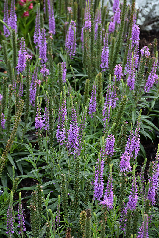 Veronica Speedwell Moody Blues Mauve