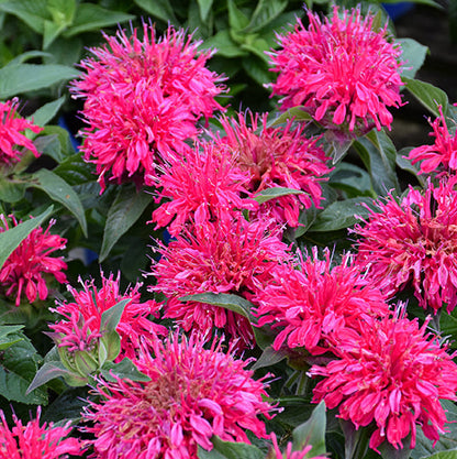 Monarda Bee Balm Balmy Rose