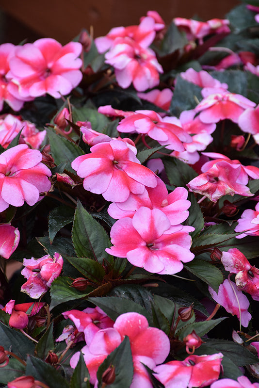 SunPatiens Red Candy