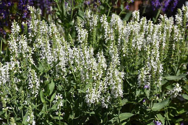 Salvia Sage Lyrical White