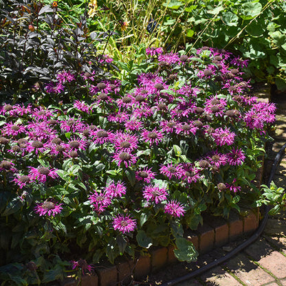 Monarda Bee Balm Pardon My Purple