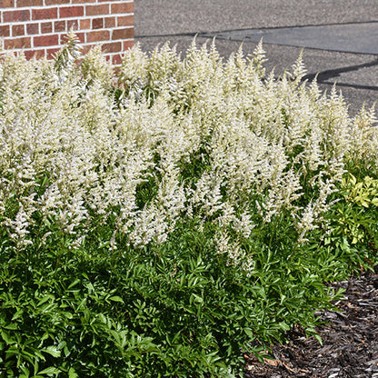 Astilbe False Spirea Chinensis Visions In White