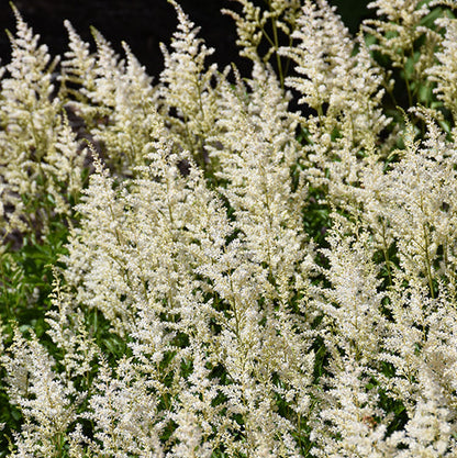 Astilbe False Spirea Chinensis Visions In White