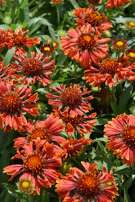 Gaillardia Blanket Flower Spintop Mariachi Red Sky