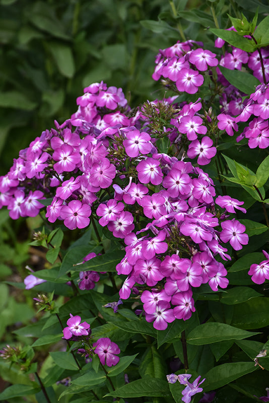 Phlox Garden Phlox Flame Purple Eye