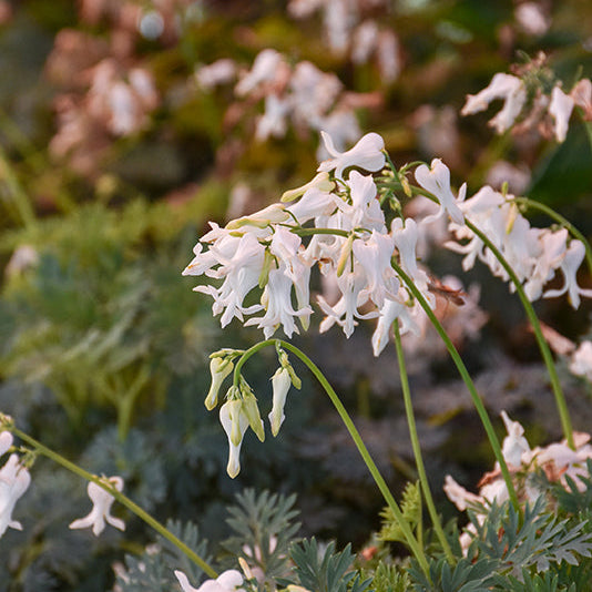 Dicentra Bleeding Heart Amore Titanium