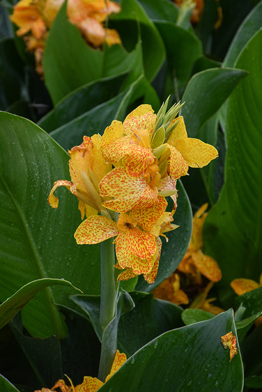 Canna Cannova Golden Leopard