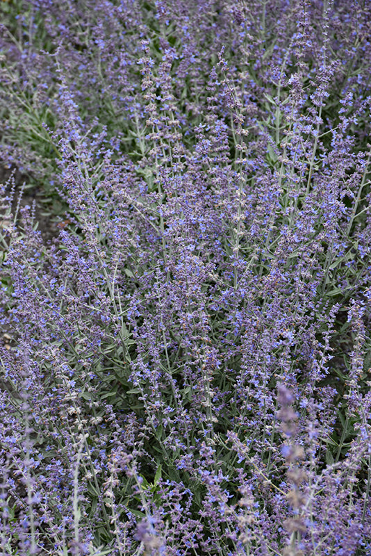 Perovskia Russian Sage Bluesette