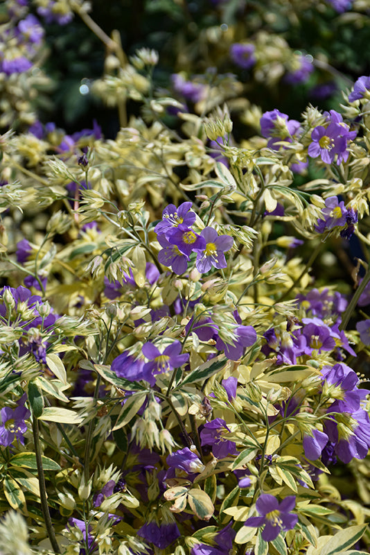 Polemonium Jacobs Ladder Golden Feathers