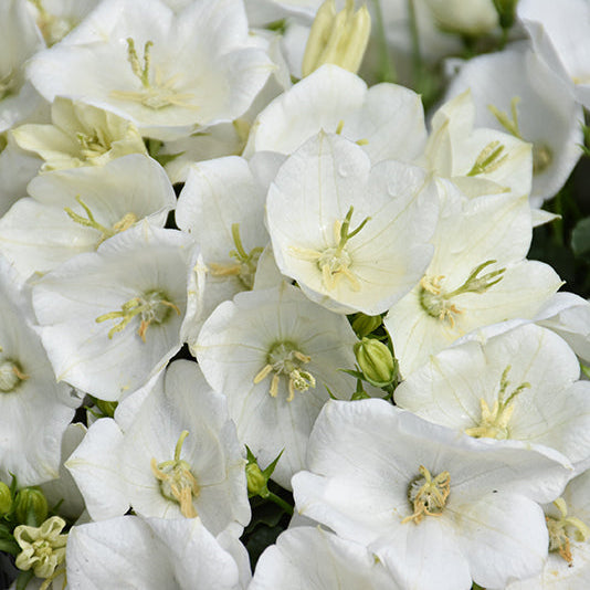 Campanula Bellflower Rapido White