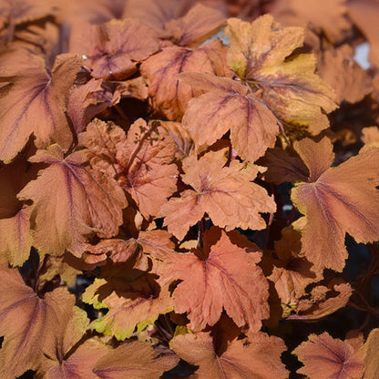 Heucherella Foamy Bell Pumpkin Spice