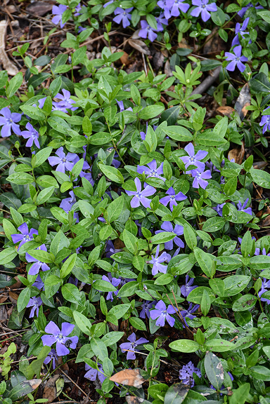 Vinca Common Periwinkle Minor
