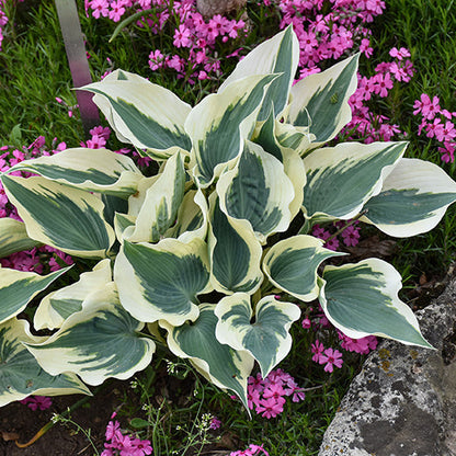 Hosta Plantain Lily Firn Line