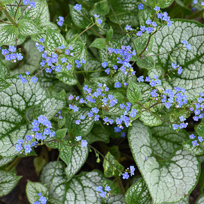 Brunnera Siberian Bugloss Sea Heart