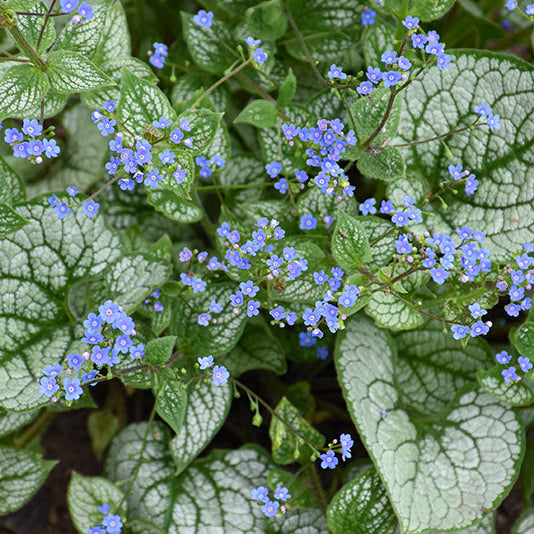 Brunnera Siberian Bugloss Sea Heart