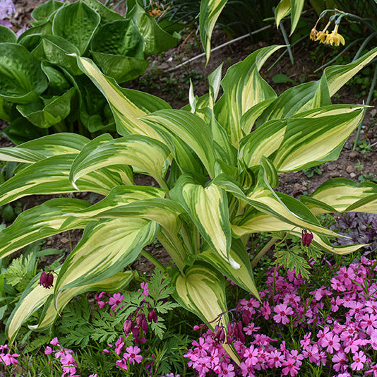 Hosta Plantain Lily Cool As A Cucumber