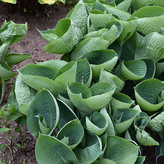 Hosta Plantain Lily Abiqua Drinking Gourd