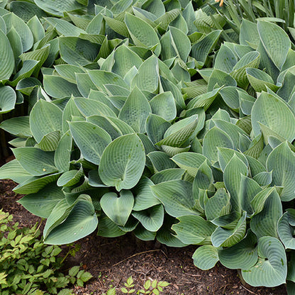 Hosta Plantain Lily Halcyon
