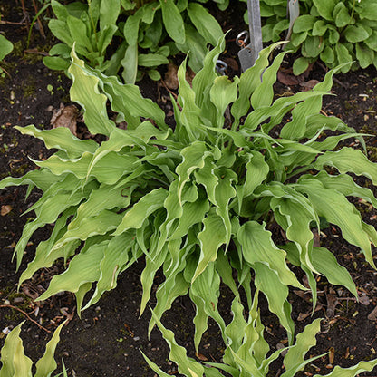 Hosta Plantain Lily Curly Fries
