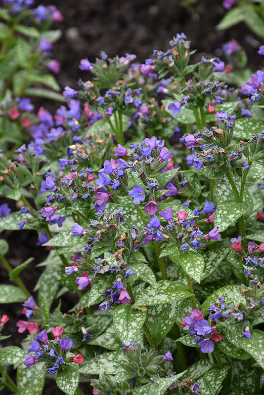 Pulmonaria Lungwort Spot On