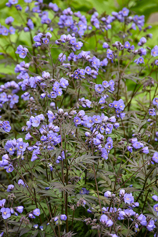 Polemonium Jacobs Ladder Heaven Scent