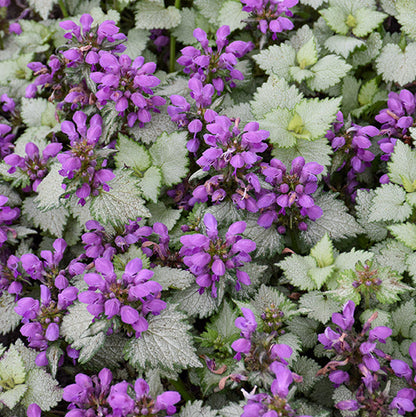 Lamium Dead Nettle Ghost
