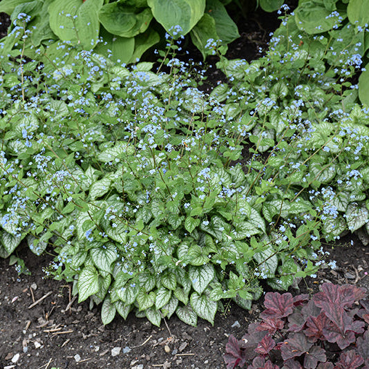 Brunnera Siberian Bugloss Jack Frost